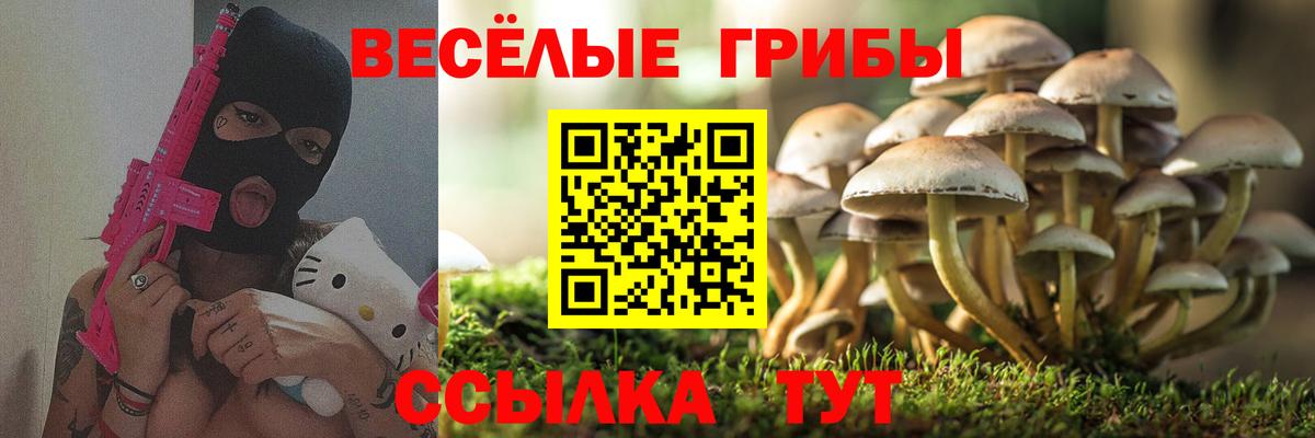 Галлюциногенные грибы Psilocybe Кашира